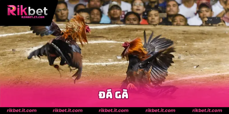 đá gà 